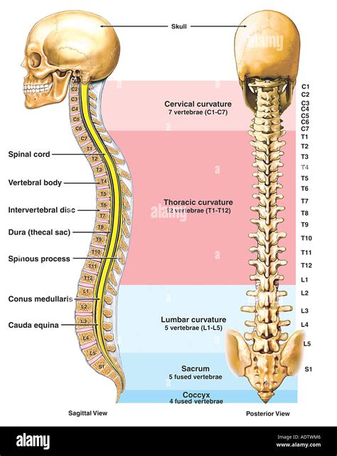 spina dorsale|Spina scapulae